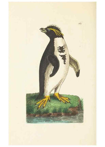 Reproducción/Reproduction 30676932341: The naturalist's miscellany, or Coloured figures of natural objects. London :Printed for Nodder & Co.,1789-1813