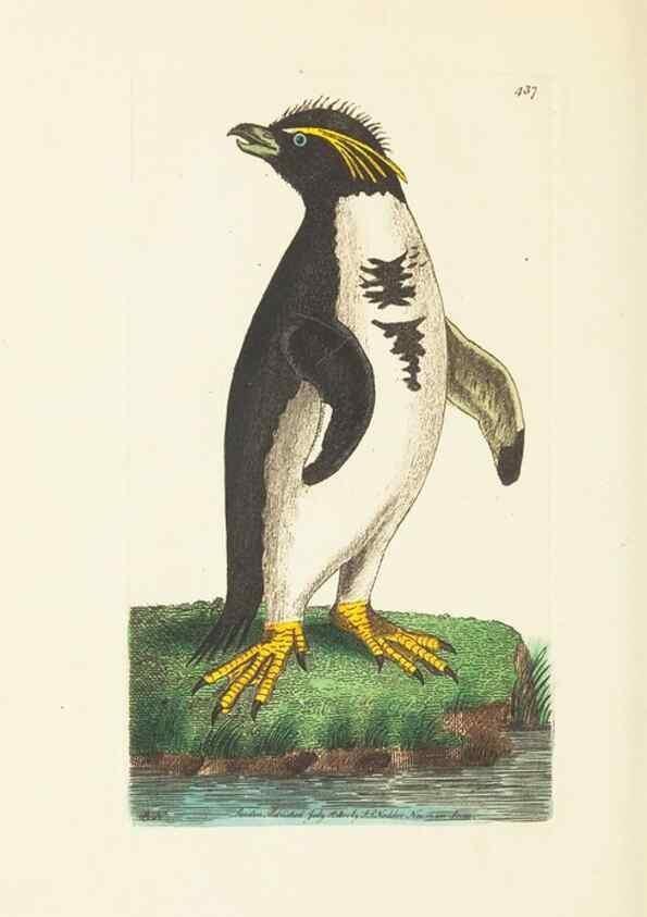 Reproducción/Reproduction 30676932341: The naturalist's miscellany, or Coloured figures of natural objects. London :Printed for Nodder & Co.,1789-1813