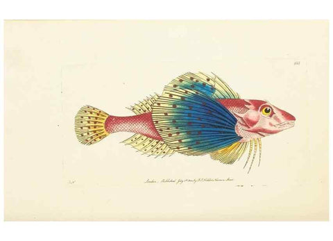 Reproducción/Reproduction 30676934371: The naturalist's miscellany, or Coloured figures of natural objects. London :Printed for Nodder & Co.,1789-1813