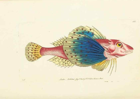 Reproducción/Reproduction 30676934371: The naturalist's miscellany, or Coloured figures of natural objects. London :Printed for Nodder & Co.,1789-1813