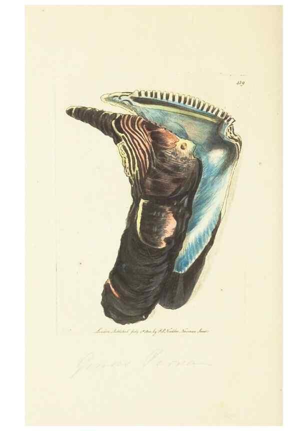 Reproducción/Reproduction 30676936391: The naturalist's miscellany, or Coloured figures of natural objects. London :Printed for Nodder & Co.,1789-1813