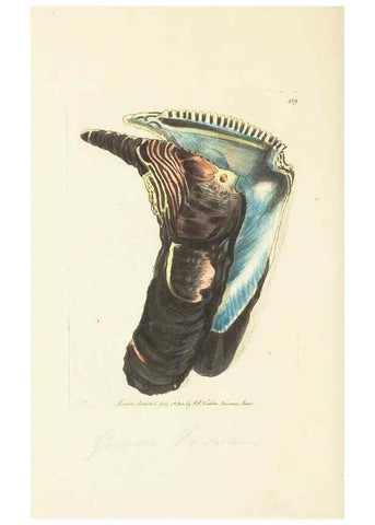 Reproducción/Reproduction 30676936391: The naturalist's miscellany, or Coloured figures of natural objects. London :Printed for Nodder & Co.,1789-1813