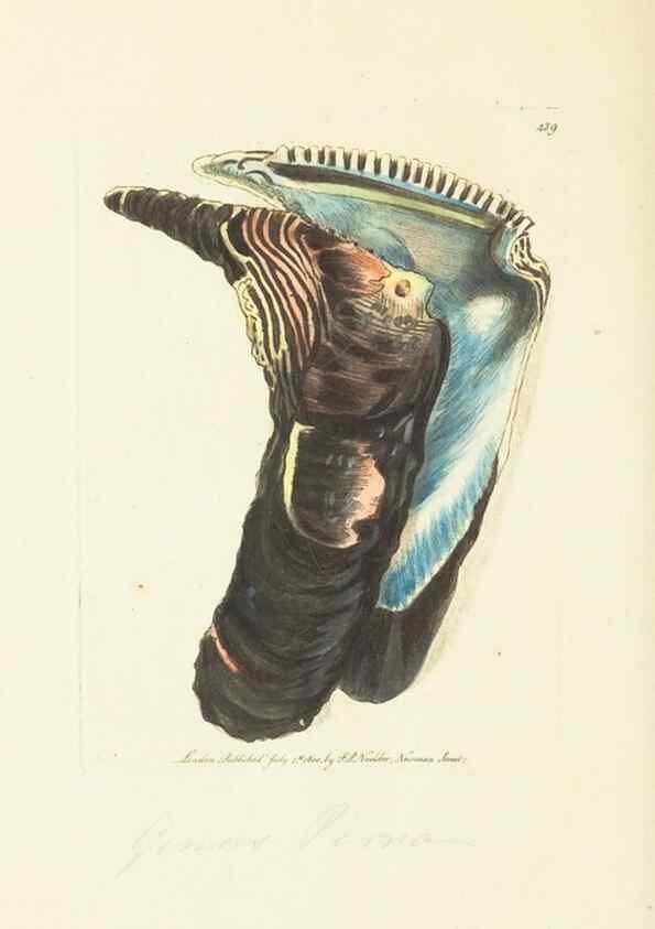 Reproducción/Reproduction 30676936391: The naturalist's miscellany, or Coloured figures of natural objects. London :Printed for Nodder & Co.,1789-1813