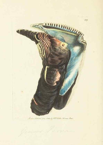 Reproducción/Reproduction 30676936391: The naturalist's miscellany, or Coloured figures of natural objects. London :Printed for Nodder & Co.,1789-1813