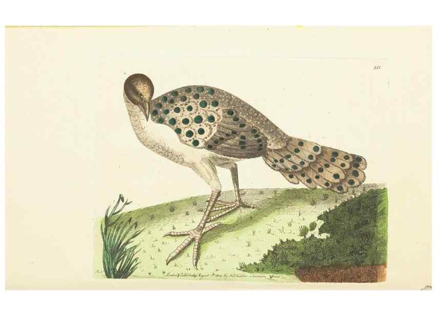 Reproducción/Reproduction 30129918853: The naturalist's miscellany, or Coloured figures of natural objects. London :Printed for Nodder & Co.,1789-1813
