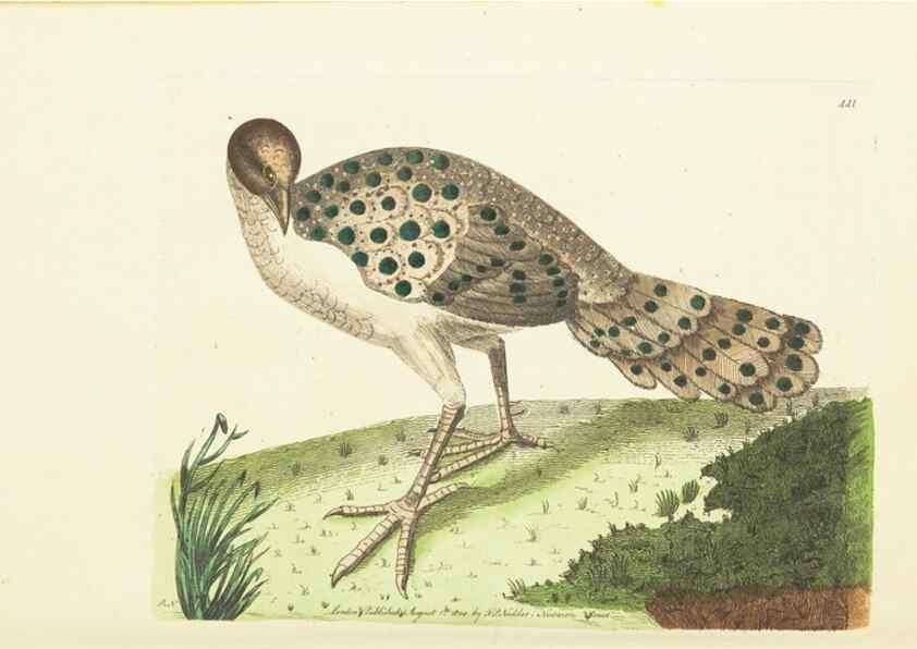 Reproducción/Reproduction 30129918853: The naturalist's miscellany, or Coloured figures of natural objects. London :Printed for Nodder & Co.,1789-1813