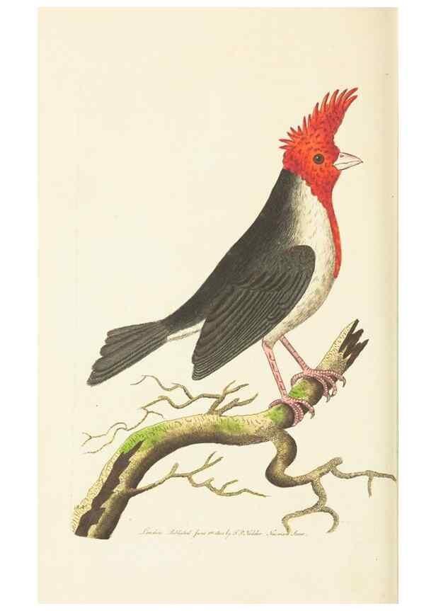 Reproducción/Reproduction 30648583072: The naturalist's miscellany, or Coloured figures of natural objects. London :Printed for Nodder & Co.,1789-1813