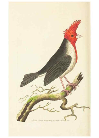 Reproducción/Reproduction 30648583072: The naturalist's miscellany, or Coloured figures of natural objects. London :Printed for Nodder & Co.,1789-1813