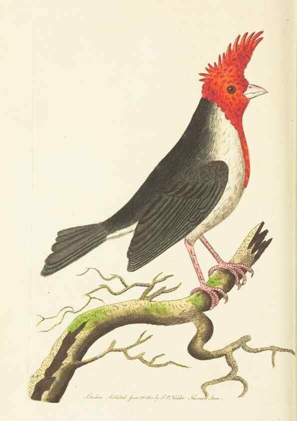 Reproducción/Reproduction 30648583072: The naturalist's miscellany, or Coloured figures of natural objects. London :Printed for Nodder & Co.,1789-1813