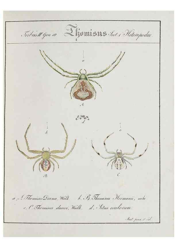 Reproducción/Reproduction 30857083692: Monographia Aranearum = Monographie der Spinnen /. Nurnberg :Lechner,[182.
