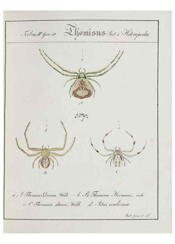 Reproducción/Reproduction 30857083692: Monographia Aranearum = Monographie der Spinnen /. Nurnberg :Lechner,[182.