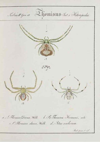Reproducción/Reproduction 30857083692: Monographia Aranearum = Monographie der Spinnen /. Nurnberg :Lechner,[182.