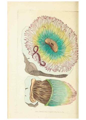 Reproducción/Reproduction 30129902903: The naturalist's miscellany, or Coloured figures of natural objects. London :Printed for Nodder & Co.,1789-1813