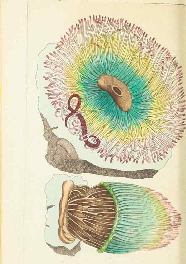 Reproducción/Reproduction 30129902903: The naturalist's miscellany, or Coloured figures of natural objects. London :Printed for Nodder & Co.,1789-1813