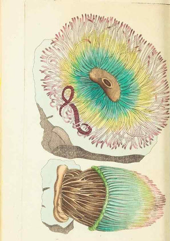 Reproducción/Reproduction 30129902903: The naturalist's miscellany, or Coloured figures of natural objects. London :Printed for Nodder & Co.,1789-1813