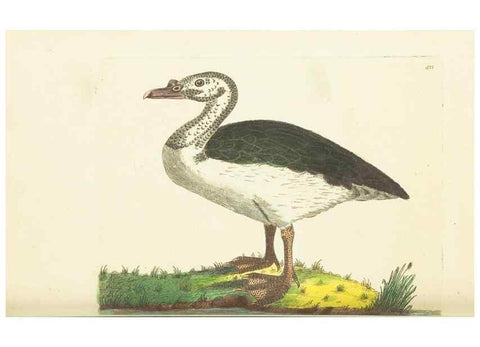 Reproducción/Reproduction 30129897583: The naturalist's miscellany, or Coloured figures of natural objects. London :Printed for Nodder & Co.,1789-1813