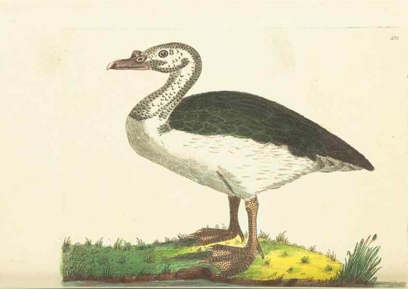 Reproducción/Reproduction 30129897583: The naturalist's miscellany, or Coloured figures of natural objects. London :Printed for Nodder & Co.,1789-1813