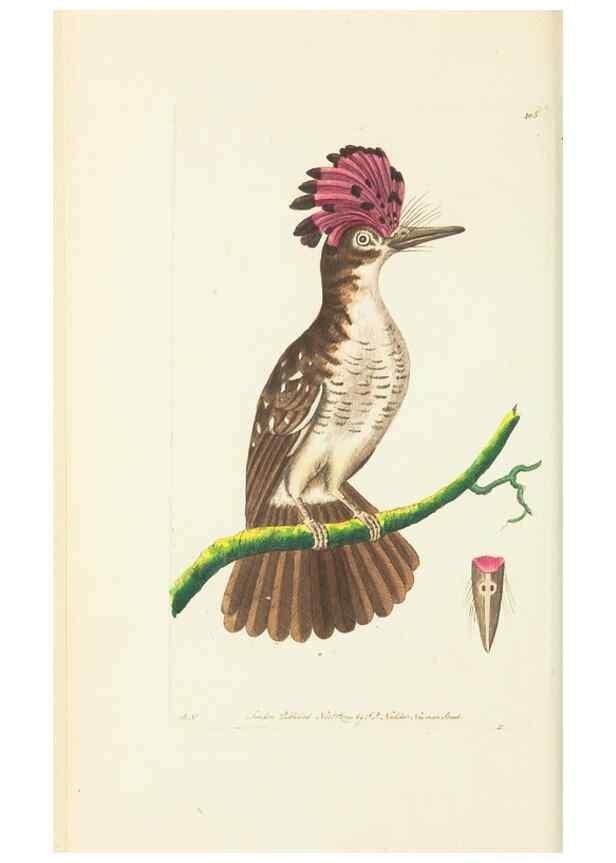 Reproducción/Reproduction 30648542452: The naturalist's miscellany, or Coloured figures of natural objects. London :Printed for Nodder & Co.,1789-1813