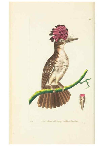 Reproducción/Reproduction 30648542452: The naturalist's miscellany, or Coloured figures of natural objects. London :Printed for Nodder & Co.,1789-1813