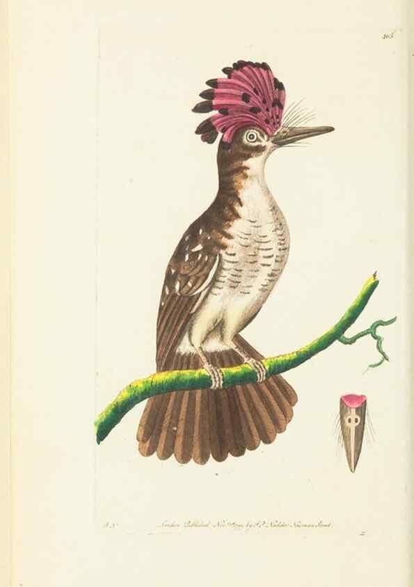 Reproducción/Reproduction 30648542452: The naturalist's miscellany, or Coloured figures of natural objects. London :Printed for Nodder & Co.,1789-1813