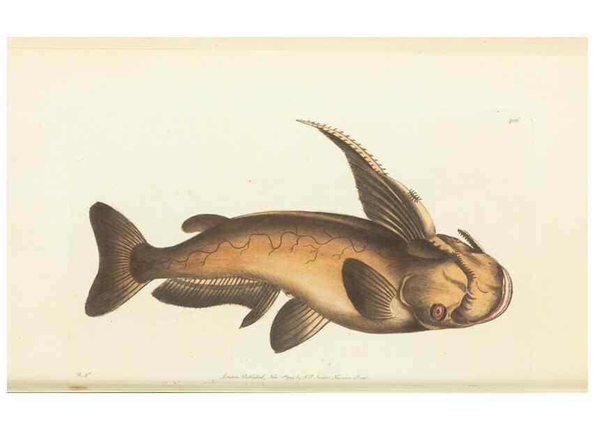 Reproducción/Reproduction 30129868243: The naturalist's miscellany, or Coloured figures of natural objects. London :Printed for Nodder & Co.,1789-1813