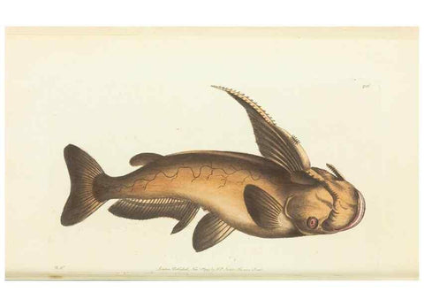 Reproducción/Reproduction 30129868243: The naturalist's miscellany, or Coloured figures of natural objects. London :Printed for Nodder & Co.,1789-1813