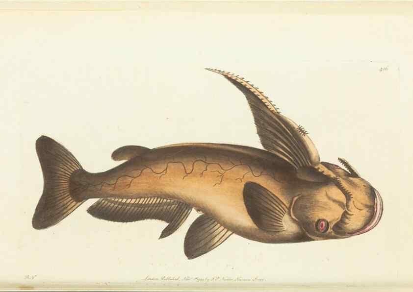 Reproducción/Reproduction 30129868243: The naturalist's miscellany, or Coloured figures of natural objects. London :Printed for Nodder & Co.,1789-1813