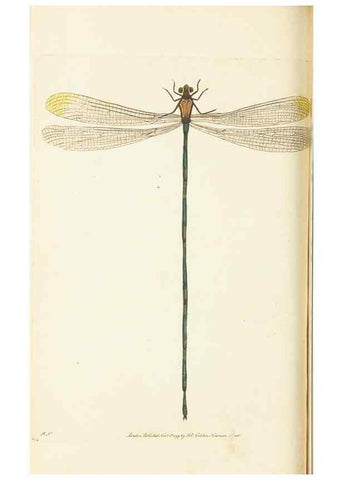 Reproducción/Reproduction 30648544702: The naturalist's miscellany, or Coloured figures of natural objects. London :Printed for Nodder & Co.,1789-1813