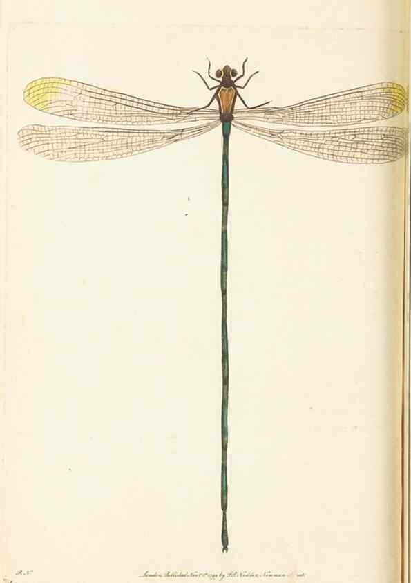 Reproducción/Reproduction 30648544702: The naturalist's miscellany, or Coloured figures of natural objects. London :Printed for Nodder & Co.,1789-1813