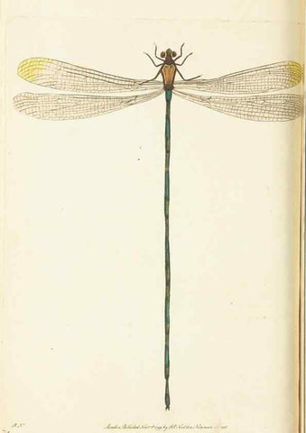 Reproducción/Reproduction 30648544702: The naturalist's miscellany, or Coloured figures of natural objects. London :Printed for Nodder & Co.,1789-1813