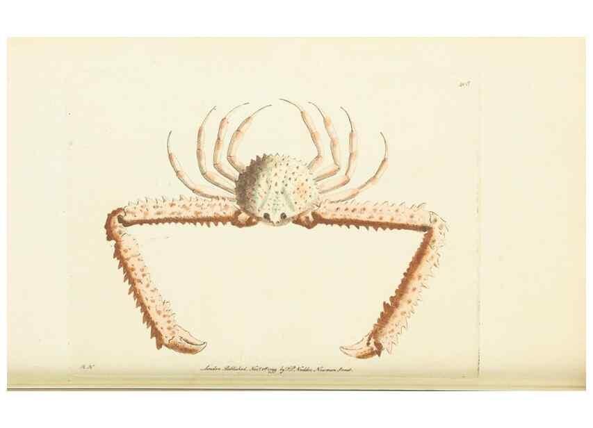 Reproducción/Reproduction 30464554210: The naturalist's miscellany, or Coloured figures of natural objects. London :Printed for Nodder & Co.,1789-1813