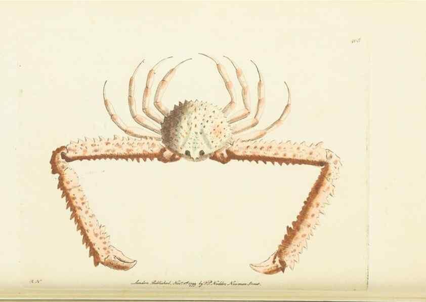 Reproducción/Reproduction 30464554210: The naturalist's miscellany, or Coloured figures of natural objects. London :Printed for Nodder & Co.,1789-1813