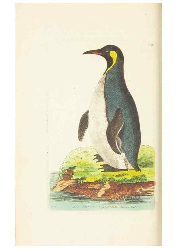 Reproducción/Reproduction 30464555520: The naturalist's miscellany, or Coloured figures of natural objects. London :Printed for Nodder & Co.,1789-1813