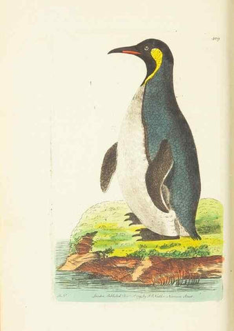 Reproducción/Reproduction 30464555520: The naturalist's miscellany, or Coloured figures of natural objects. London :Printed for Nodder & Co.,1789-1813