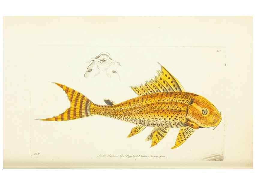 Reproducción/Reproduction 30648548842: The naturalist's miscellany, or Coloured figures of natural objects. London :Printed for Nodder & Co.,1789-1813