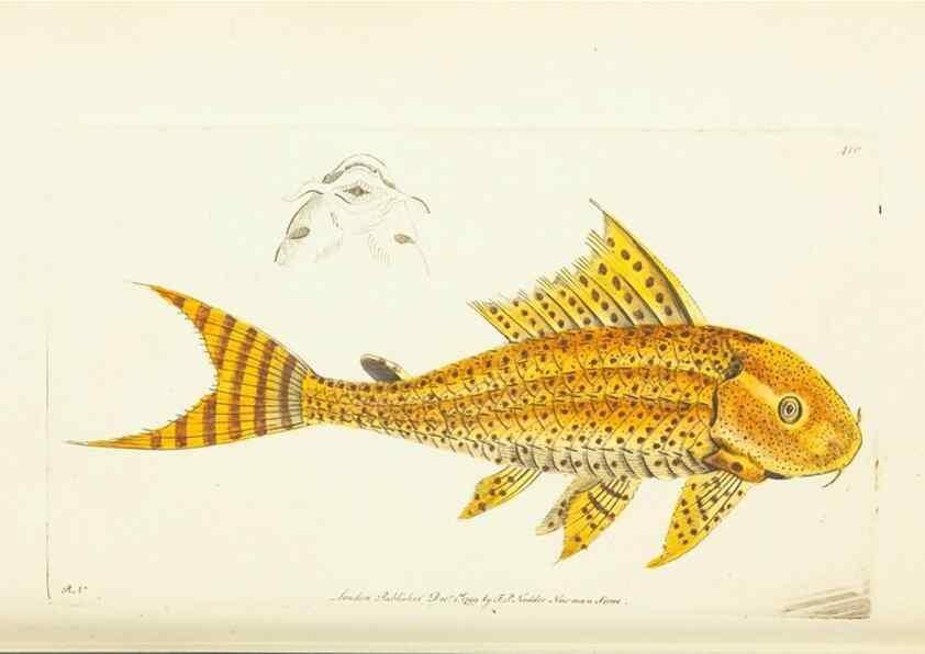 Reproducción/Reproduction 30648548842: The naturalist's miscellany, or Coloured figures of natural objects. London :Printed for Nodder & Co.,1789-1813