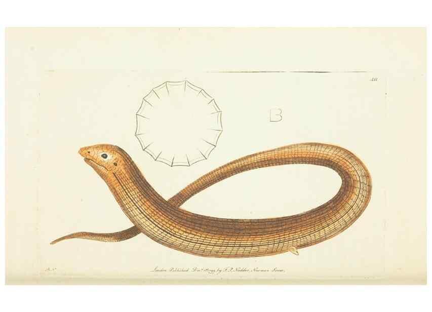 Reproducción/Reproduction 30728523666: The naturalist's miscellany, or Coloured figures of natural objects. London :Printed for Nodder & Co.,1789-1813