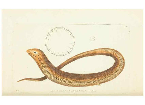 Reproducción/Reproduction 30728523666: The naturalist's miscellany, or Coloured figures of natural objects. London :Printed for Nodder & Co.,1789-1813