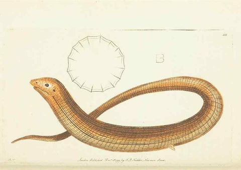 Reproducción/Reproduction 30728523666: The naturalist's miscellany, or Coloured figures of natural objects. London :Printed for Nodder & Co.,1789-1813