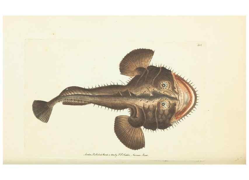 Reproducción/Reproduction 30129900103: The naturalist's miscellany, or Coloured figures of natural objects. London :Printed for Nodder & Co.,1789-1813