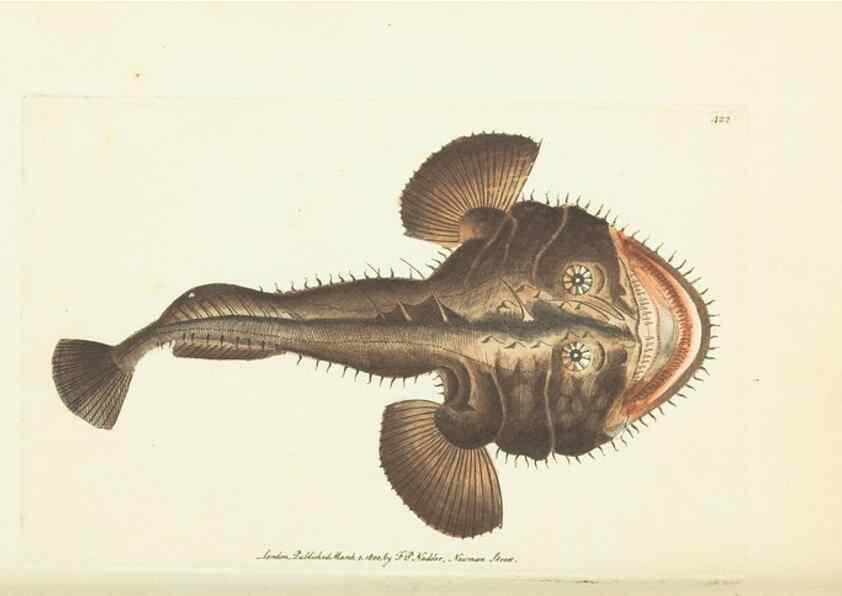 Reproducción/Reproduction 30129900103: The naturalist's miscellany, or Coloured figures of natural objects. London :Printed for Nodder & Co.,1789-1813