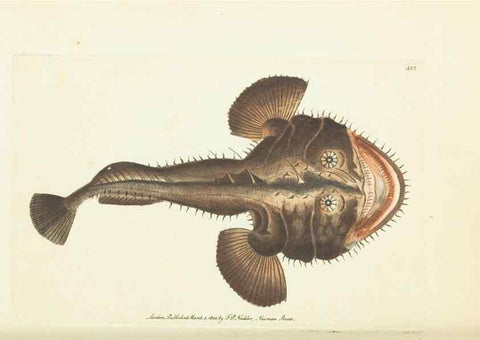 Reproducción/Reproduction 30129900103: The naturalist's miscellany, or Coloured figures of natural objects. London :Printed for Nodder & Co.,1789-1813