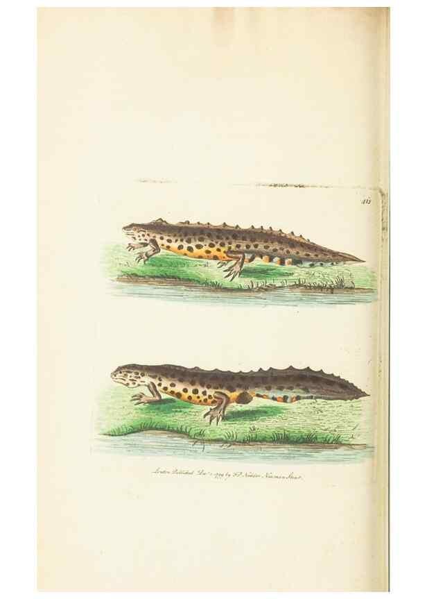 Reproducción/Reproduction 30728525326: The naturalist's miscellany, or Coloured figures of natural objects. London :Printed for Nodder & Co.,1789-1813