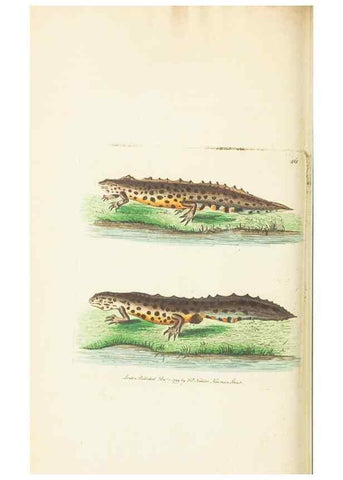 Reproducción/Reproduction 30728525326: The naturalist's miscellany, or Coloured figures of natural objects. London :Printed for Nodder & Co.,1789-1813