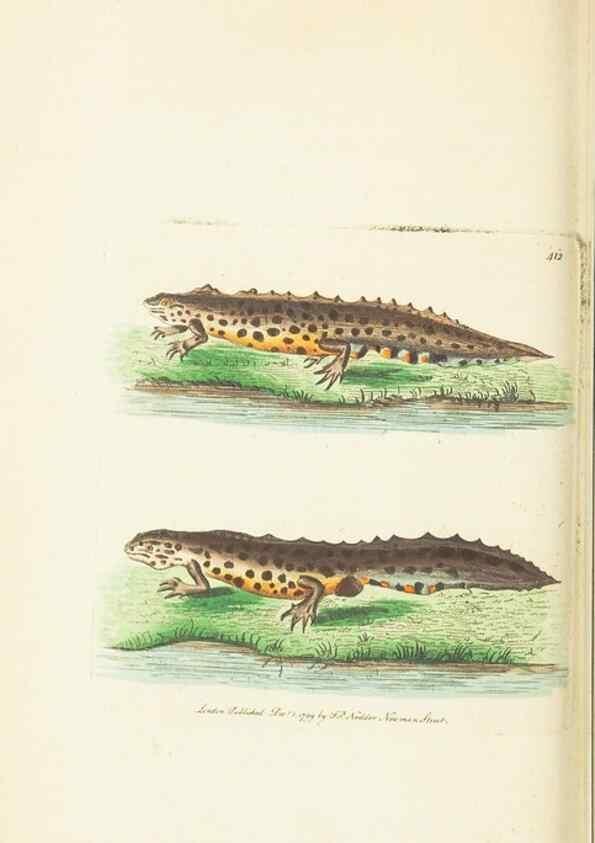 Reproducción/Reproduction 30728525326: The naturalist's miscellany, or Coloured figures of natural objects. London :Printed for Nodder & Co.,1789-1813