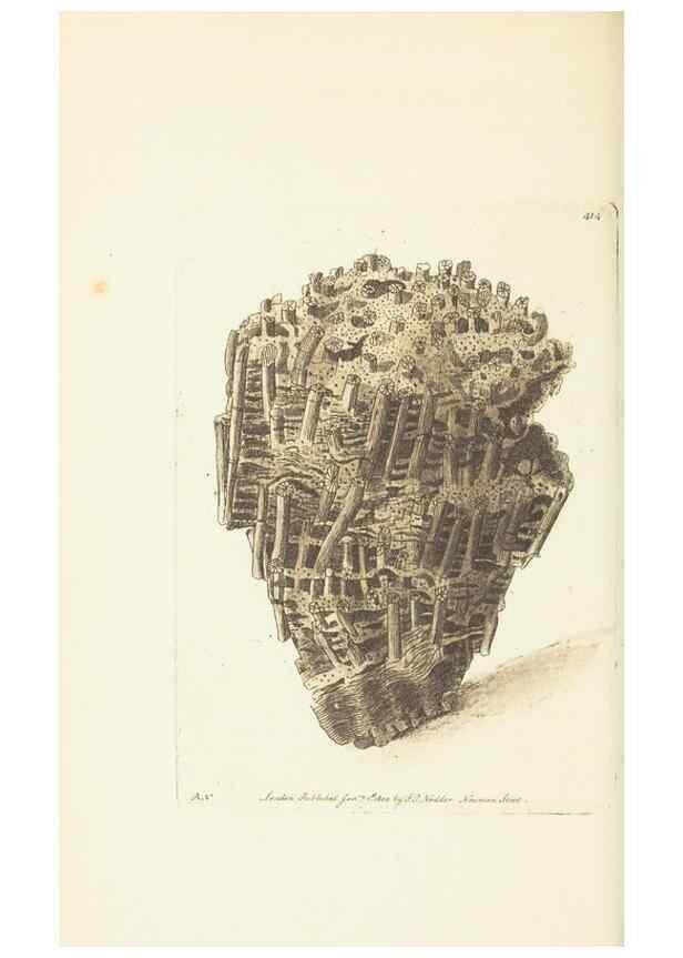Reproducción/Reproduction 30464562360: The naturalist's miscellany, or Coloured figures of natural objects. London :Printed for Nodder & Co.,1789-1813