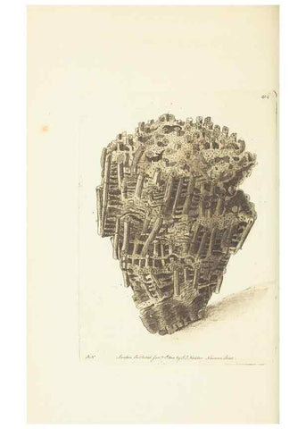 Reproducción/Reproduction 30464562360: The naturalist's miscellany, or Coloured figures of natural objects. London :Printed for Nodder & Co.,1789-1813
