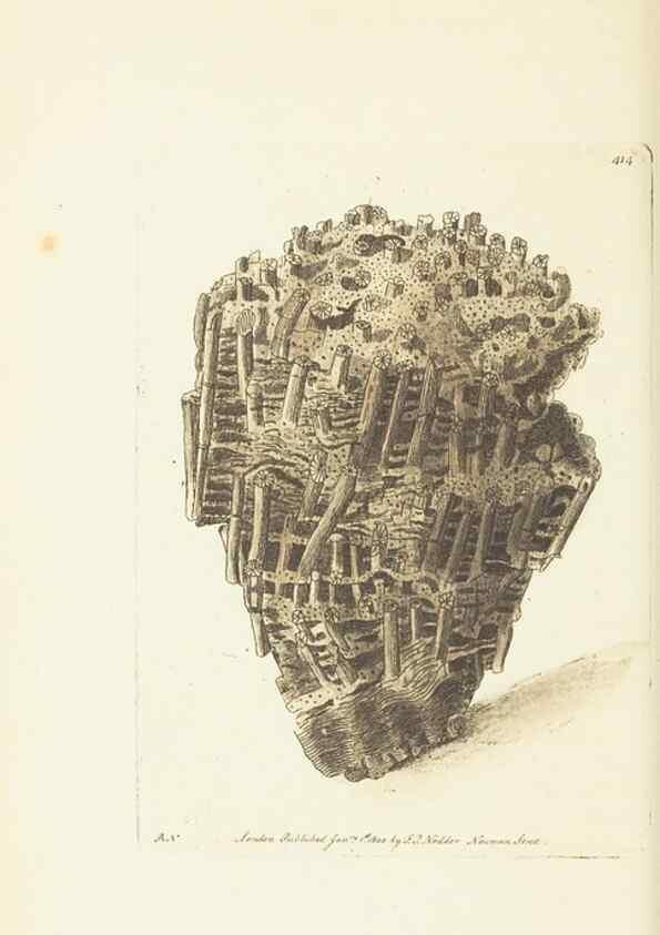 Reproducción/Reproduction 30464562360: The naturalist's miscellany, or Coloured figures of natural objects. London :Printed for Nodder & Co.,1789-1813
