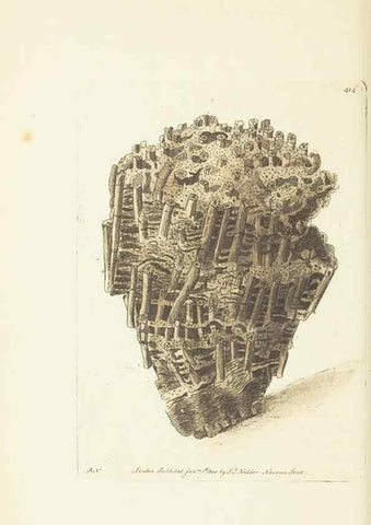 Reproducción/Reproduction 30464562360: The naturalist's miscellany, or Coloured figures of natural objects. London :Printed for Nodder & Co.,1789-1813