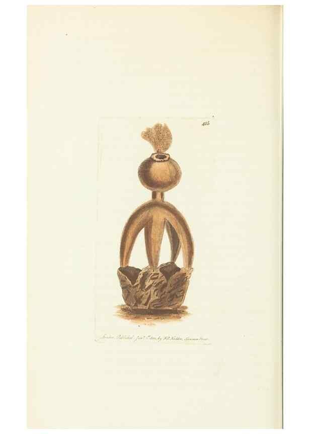 Reproducción/Reproduction 30129880913: The naturalist's miscellany, or Coloured figures of natural objects. London :Printed for Nodder & Co.,1789-1813